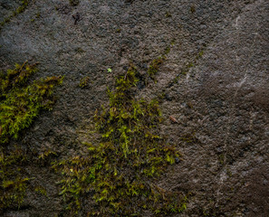 Texture of wet stone covered with moss. Background image of macro photography texture stone