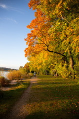 Fototapeta na wymiar Uferweg am Starnberger See mit buntem Herbstlaub am Abend