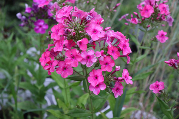 Pink phlox flowers blooming close up photo on green garden background.