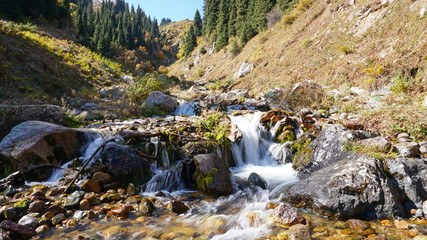 Fototapeta na wymiar River in the forest. Autumn landscape. Water flows around the stones, visible green moss, small streams. Green gorge, grow spruce, yellow grass and trees. Mountains Of Almaty, Kazakhstan.