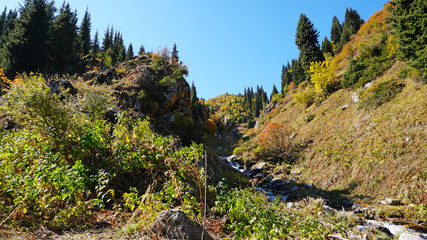 River in the forest. Autumn landscape. Water flows around the stones, visible green moss, small streams. Green gorge, grow spruce, yellow grass and trees. Mountains Of Almaty, Kazakhstan.