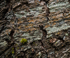 The texture of the bark of a tree. Background image of macro photo of bark with mold