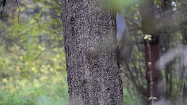Two Red Squirrels (Sciurus vulgaris) chasing each other on a tree trunk