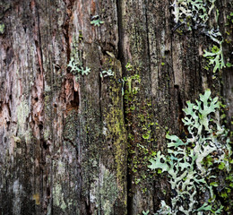 The texture of the bark of a tree. Background image of macro photo of bark with mold