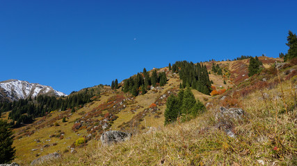 Autumn forest in the mountains. Green spruce, red-yellow trees and grass. In places you can see snow hills, mountain peaks, blue sky. Autumn landscape. Almaty, Kazakhstan.