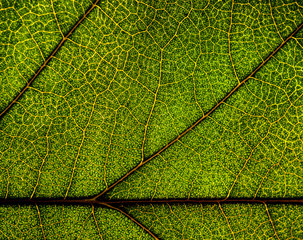 Background image of a leaf of a tree close up. A green leaf of a tree is a big magnification. Macro shooting.