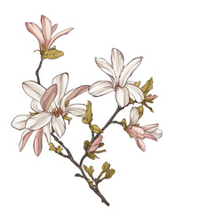 Magnolia tree with flowers vector illustration.