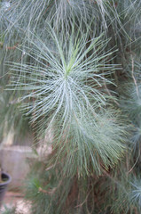 Obraz premium pine in the greenhouse