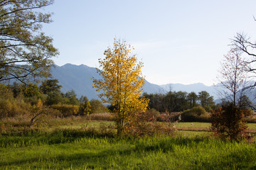 Obraz premium Baum im Murnauer Moos im Herbst