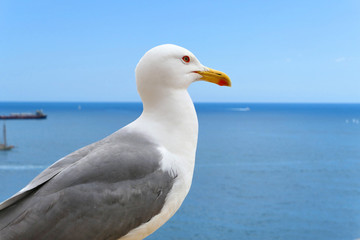 Seagull sitting on sea shore.