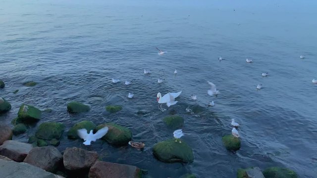 Seagull and swan picking foof from the sea.Slow motion shot.