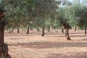 Fototapeta premium Spanish Olive Tree Orchard, Valencia, Spain
