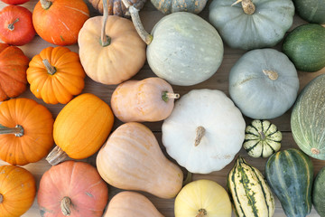 Colorful collection of pumpkins and squashes