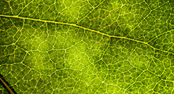 Background image of a leaf of a tree close up. A green leaf of a tree is a big magnification. Macro shooting.