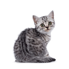 Silver spotted British Shorthair kitten on white