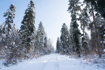 forêt et chemin enneigée dans le jura à Arbois et Poligny