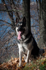 young east european shepherd in the autumn forest