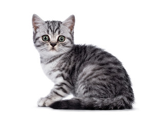 Silver tabby British Shorthair kitten on white
