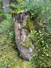 Moosbewachsener Baumstumpf im Wald