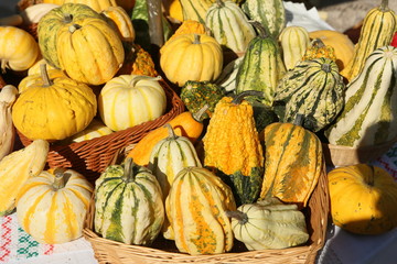 A lot of mini pumpkin at outdoor farmers market.Decorative orange pumpkins 