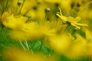 großblumiges Mädchenauge