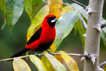 Bird in Yasuni national park, Ecuador