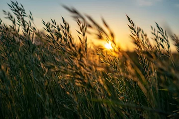 Foto op Plexiglas gouden Wilde tarwe op het veld bij zonsondergang zonsopgang © Bernadett