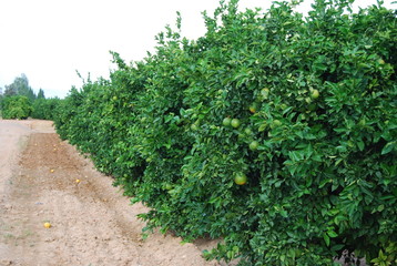 Fototapeta na wymiar Valencia Orange Grove, Spanish Fruit, Spain