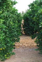 Valencia Orange Grove, Spanish Fruit, Spain