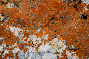 The texture of the stone overgrown with moss. Background image of a boulder