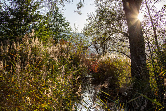 Romantischer Wildbach mit Schilf im Murnauer Moos im Gegenlicht © Larue-Fotografie