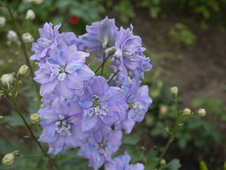 Fototapeta premium Цветок дельфиниума фиолетовый с голубой каймой 