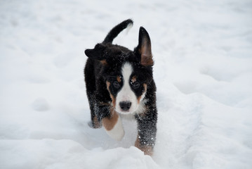 Cute Bernese Mountain Dog puppy runs in the snow