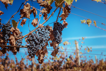 grape vines at harvest time