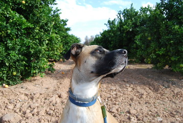 Dog in Spanish Orange Grove