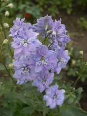 Цветок дельфиниума фиолетовый с голубой каймой