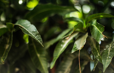 Fototapeta na wymiar Mango tree leaf landscape with bokeh effect background