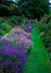 Colourful lavender border in a Country House garden
