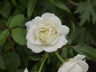 Цветок роза белая