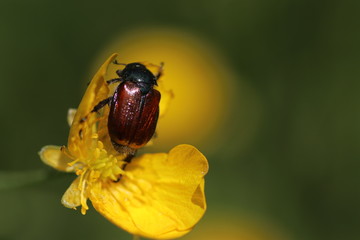 scarabée rouge et fleur