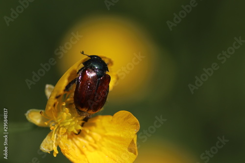 Scarabée Rouge Et Fleur Stock Photo And Royalty Free Images