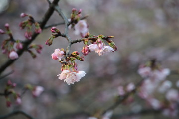 さくらの花のクローズアップ
