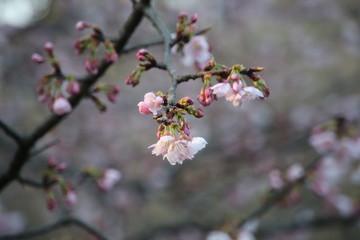 さくらの花のクローズアップ