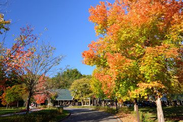Obraz premium autumn in the park