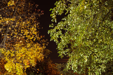 Foliage of two green and yellow trees illuminated by the light of a lantern as a contrast to autumn. Night shooting