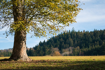 arbre automnal. paysage de campagne automnal