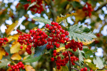Obraz premium Ripe hawthorn on a background of yellowing leaves