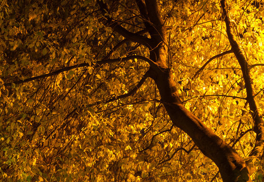 Yellow foliage of autumn cherry tree lit from behind by the light of a lantern. Night shooting