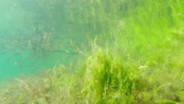 Marsh-bedstraw growing underwater