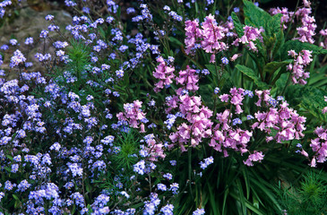 Close up of Mysotis and Hyacinthoides hispanica in a cottage grden © Garden Guru